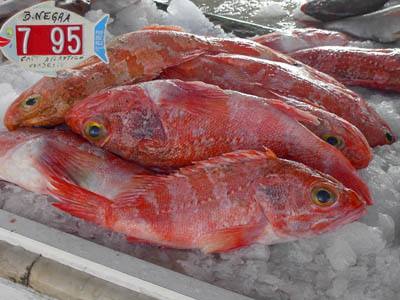 Azoren Fische Boca Negra