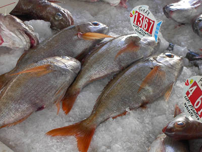 Azoren Fische Goraz