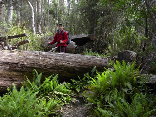 Tasmanien Eukalyptuswald