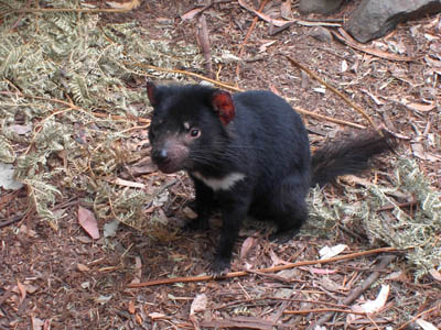 Tasmanien Tasmanian Devil