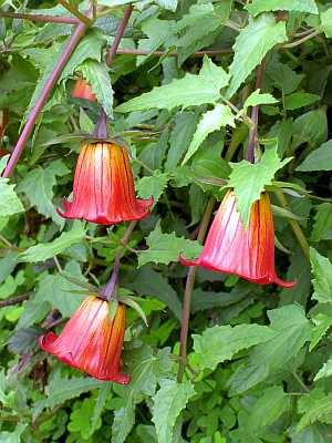 Teneriffa Kanarische Glockenblume Canarina canariensis
