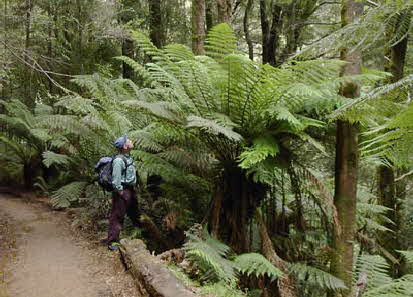 Tasmanien Baumfarn2
